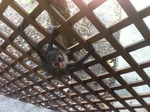 Baby Monkey learning to climb